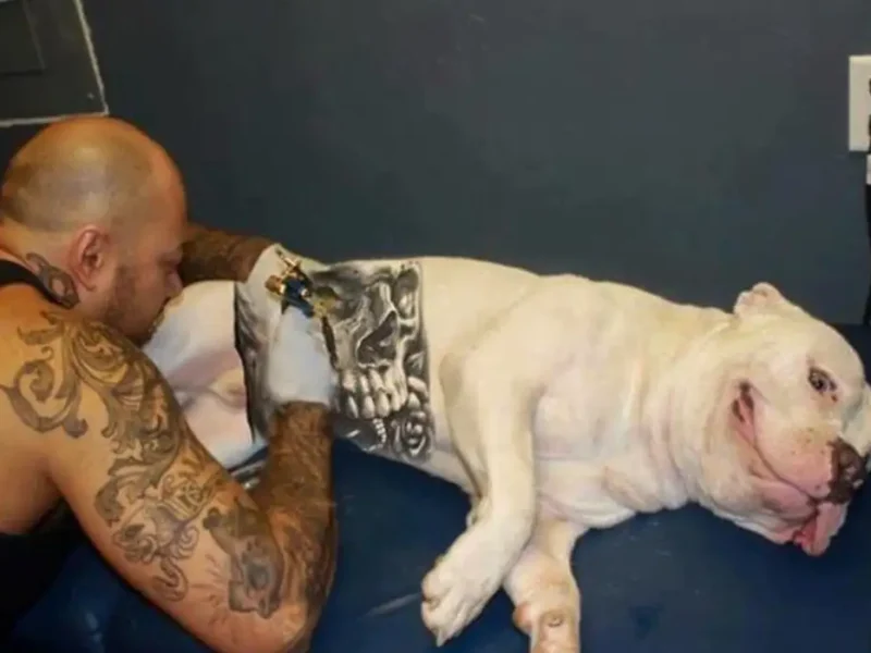 Governo sanciona lei que proíbe tatuagens e piercings em cães e gatos