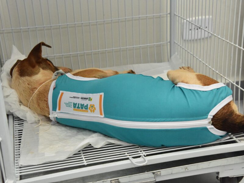 Saiba como conseguir castrar seu PET gratuitamente