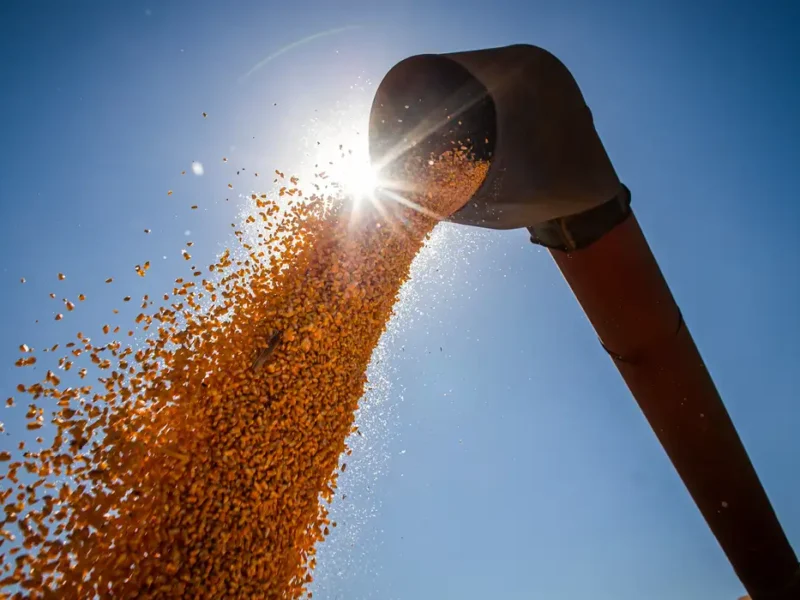 Brasil poderá ter novo recorde na produção de grãos na safra 2024/2025