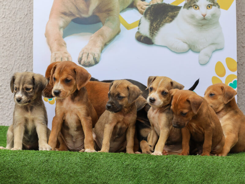 Prefeitura de Aparecida realiza feira de adoção de cães e gatos neste sábado, 26