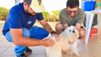 Prefeitura realiza vacinação contra raiva animal em Trindade