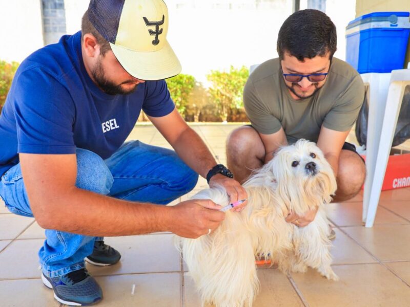 Prefeitura realiza vacinação contra raiva animal em Trindade