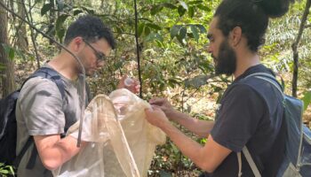 Parceria entre Amma e UFG realiza inventário de abelhas silvestres nos parques