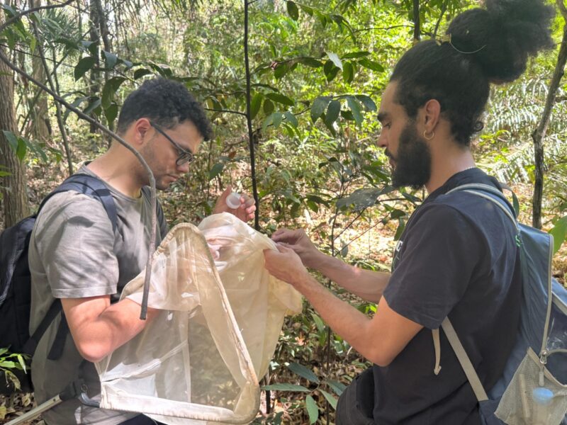 Parceria entre Amma e UFG realiza inventário de abelhas silvestres nos parques