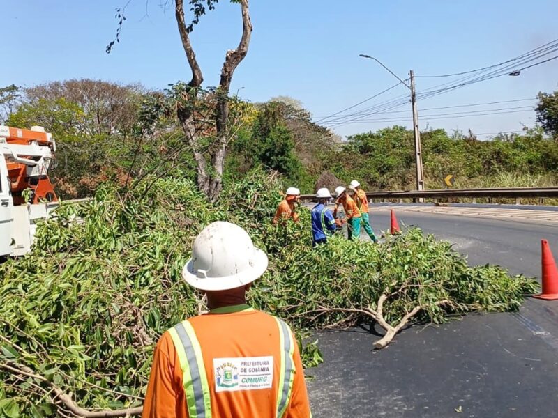 Prefeitura intensifica poda preventiva e limpeza nas vias para evitar acidentes com jamelões no período chuvoso