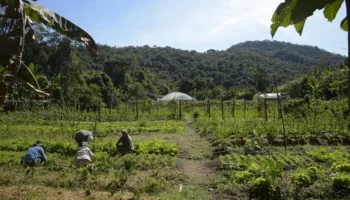 Produtores rurais terão ajuda para quitar dividas, entenda