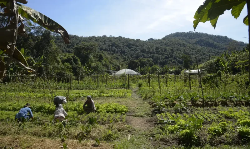 Produtores rurais terão ajuda para quitar dividas, entenda