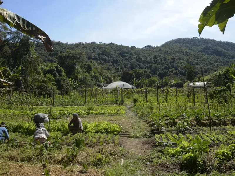 Produtores rurais terão ajuda para quitar dividas, entenda