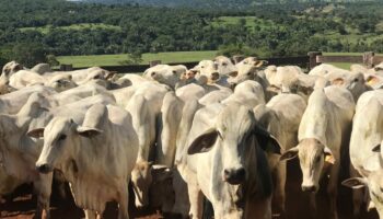 Governo de Goiás abre segunda etapa da Declaração de Rebanho a partir de sábado (1º/11)