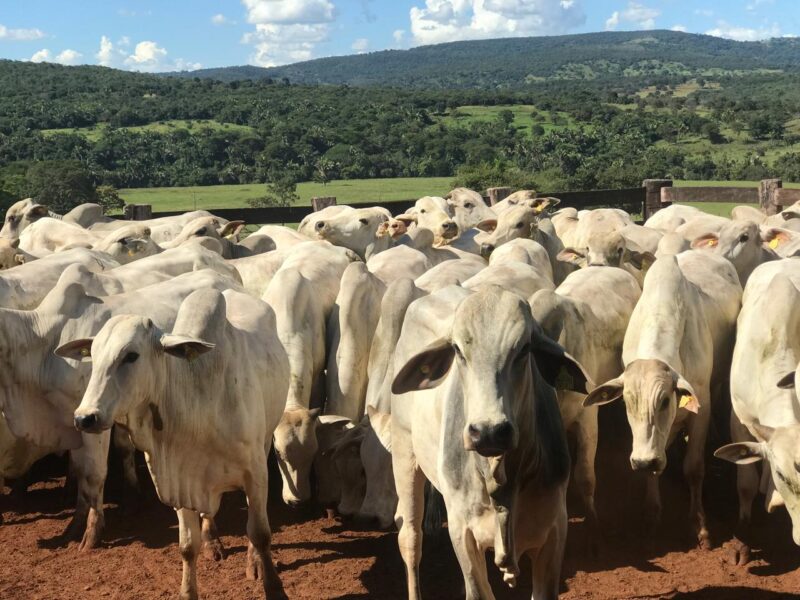 Governo de Goiás abre segunda etapa da Declaração de Rebanho a partir de sábado (1º/11)
