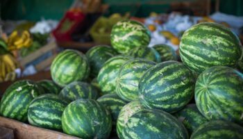 Goiás é a terra da melância