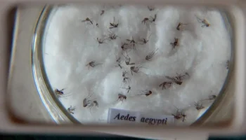 Combate a dengue é intensificado em Goiás e no Brasil