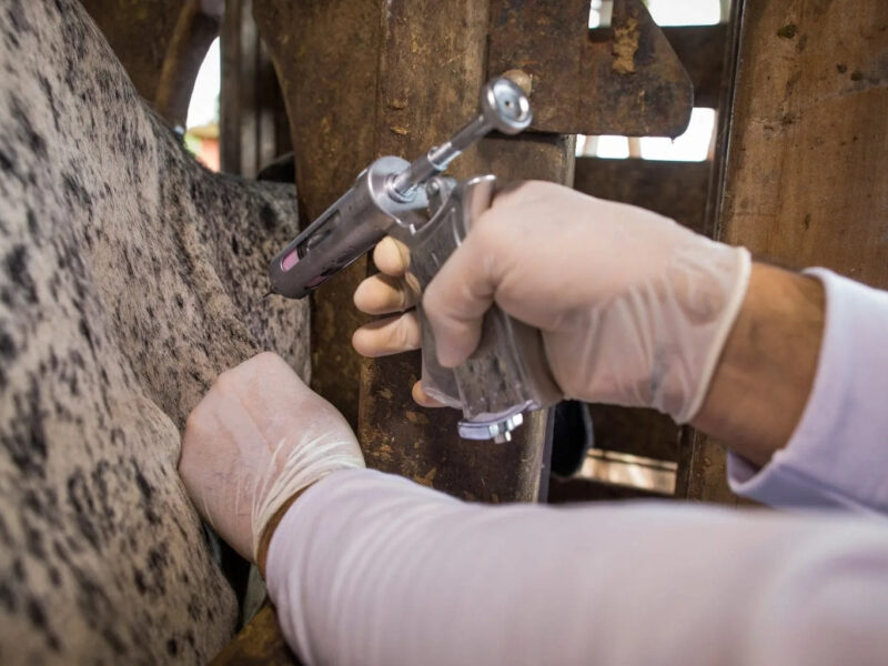 Daniel Vilela reforça preparação permanente de Goiás contra riscos sanitários no rebanho