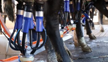 Caiado proíbe venda de leite líquido feito a partir de leite em pó importado