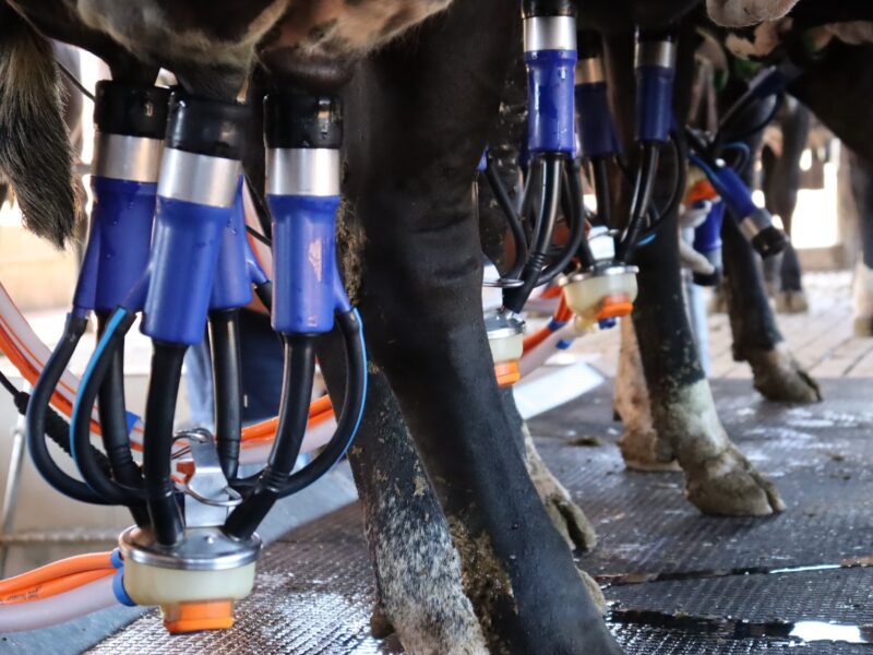 Caiado proíbe venda de leite líquido feito a partir de leite em pó importado