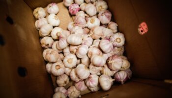Valor da produção de alho em Goiás cresce 210% na última década