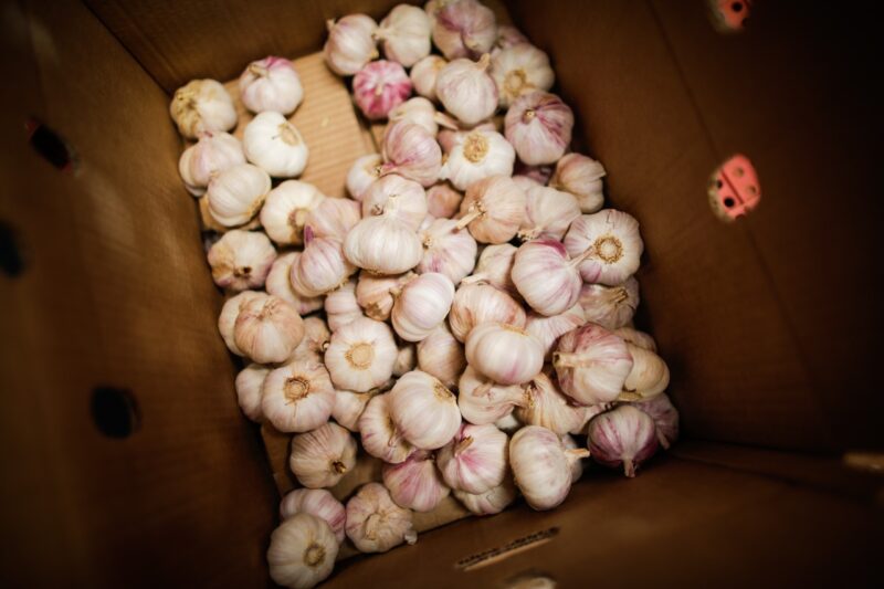 Valor da produção de alho em Goiás cresce 210% na última década