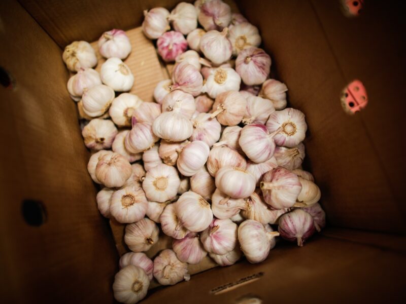 Valor da produção de alho em Goiás cresce 210% na última década